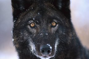 BLACK WOLF