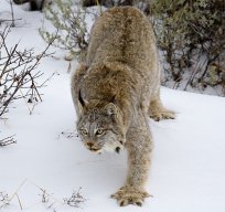 Lynx06