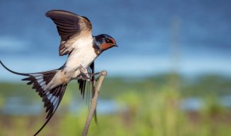 Tern