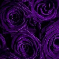 purple_rose