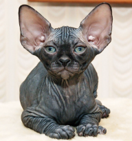 Sphynx