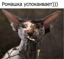 Pомашка