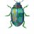 Scarab beetle